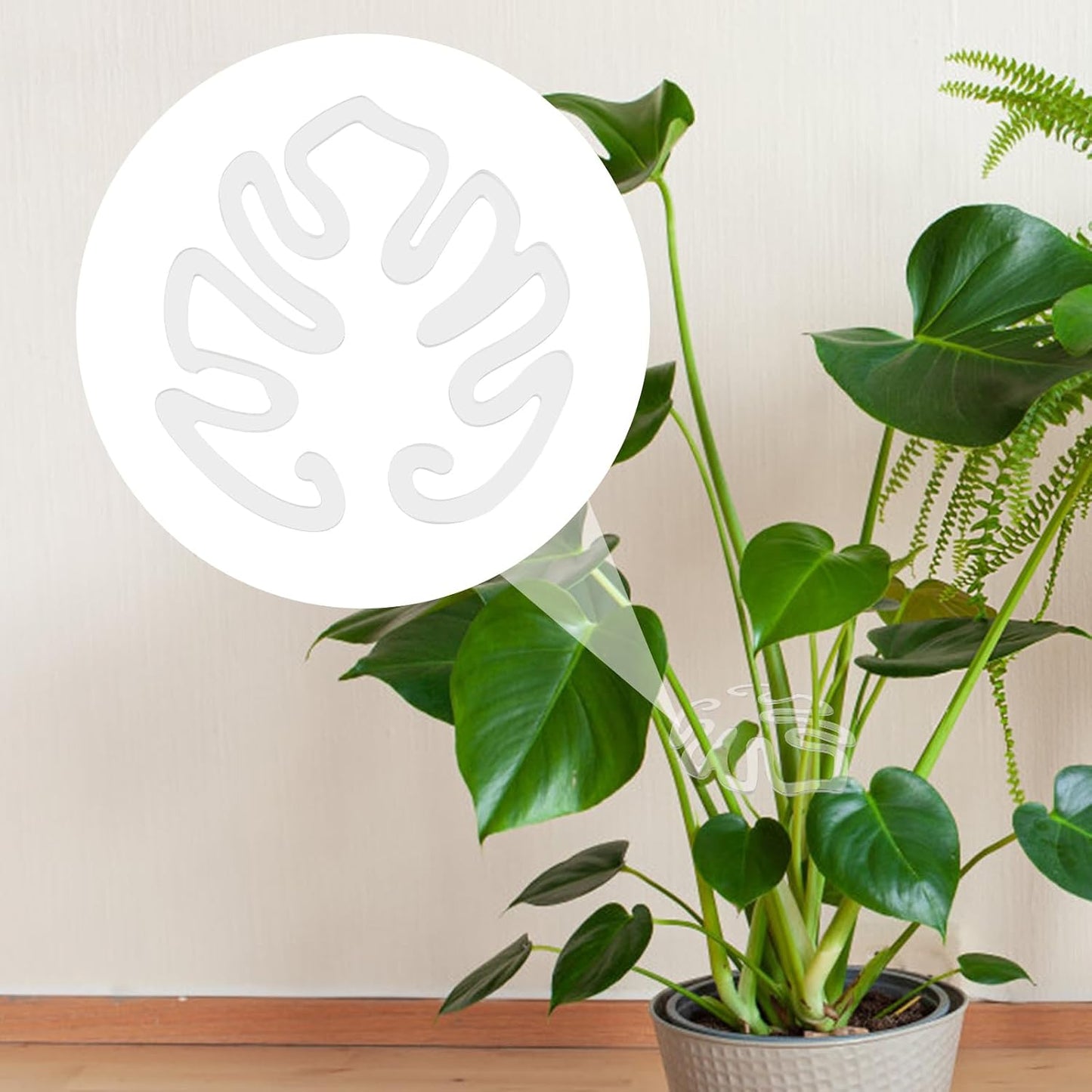 Gennemsigtig plantepind i akryl formet som et Monstera-blad | Usynlig støtte til stammer på indendørs potteplanter 🌿